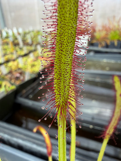 Drosera capensis Hairy Form (Stellenbosch) Hairyest Clone ex Lowrie