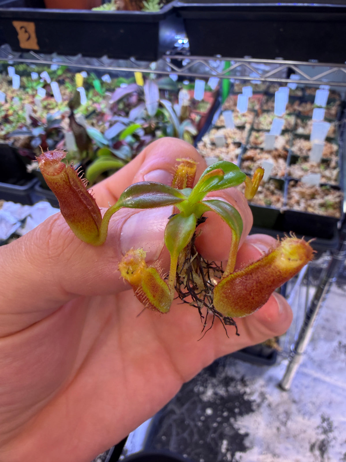 Nepenthes edwardsiana Horticulturally Bred Seedling Species