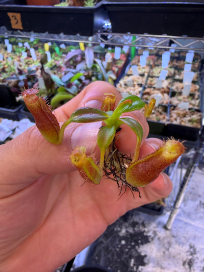 Nepenthes edwardsiana Horticulturally Bred Seedling Species