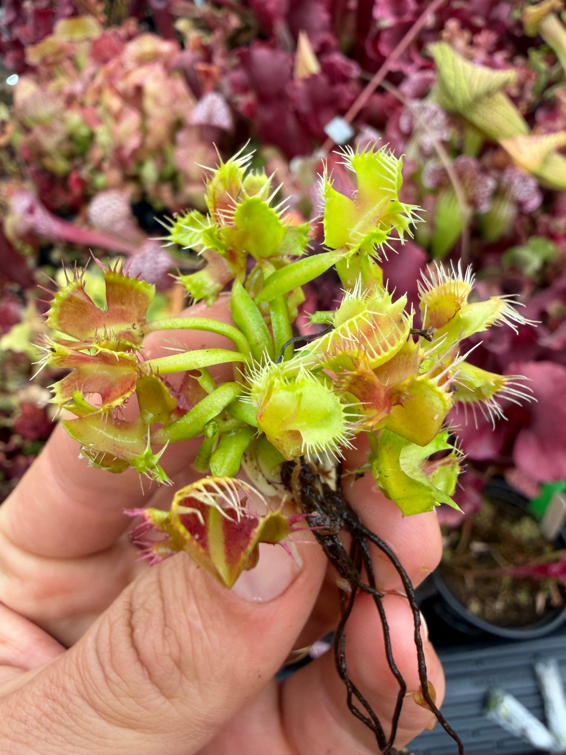 Dionaea muscipula Pygo Monster