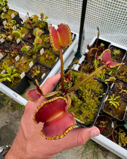 Dionaea muscipula Bobbit Worms