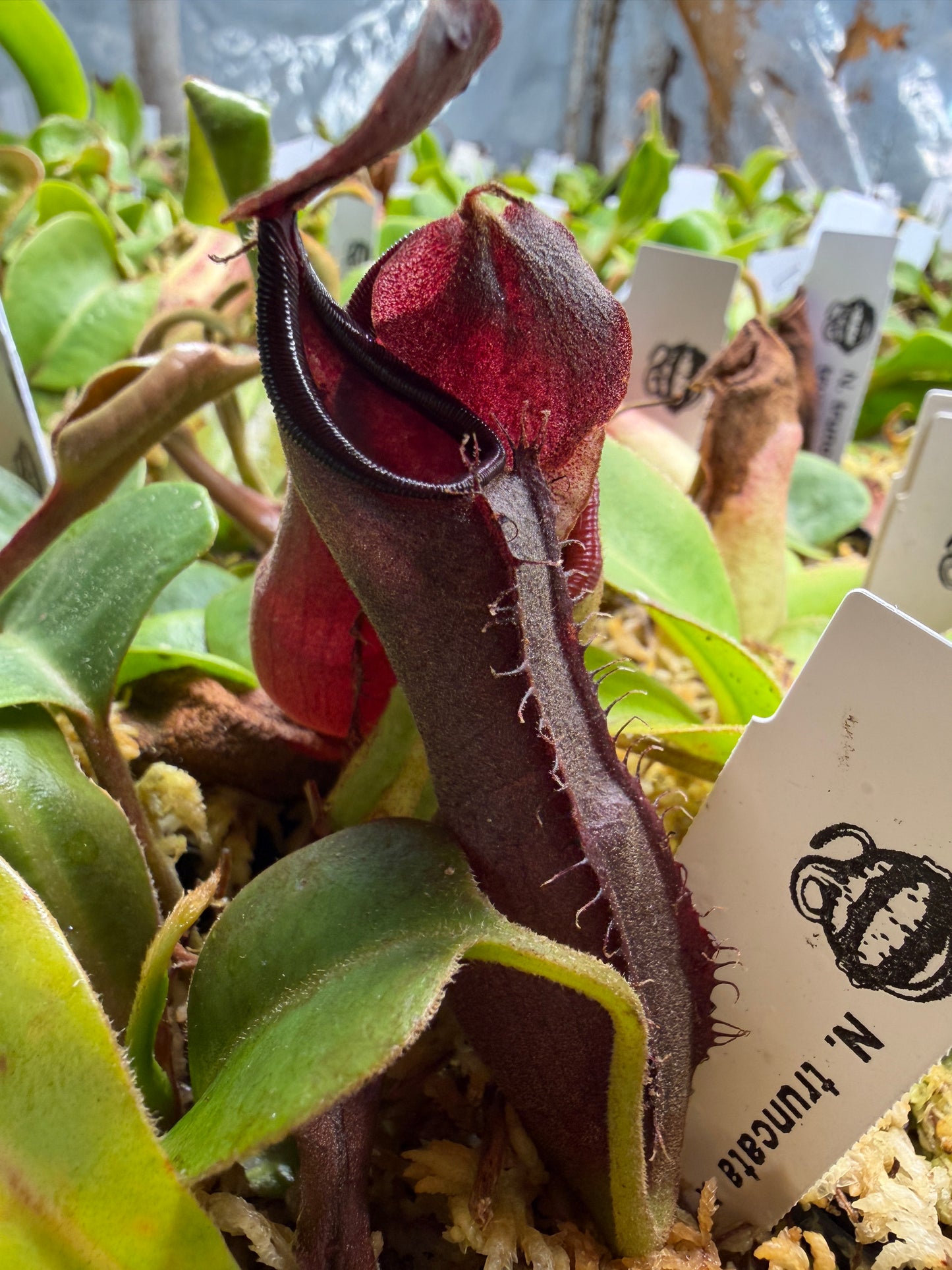 Nepenthes truncata x lingulata Mix of 3 TC Clones (Shipped Bare-Root)