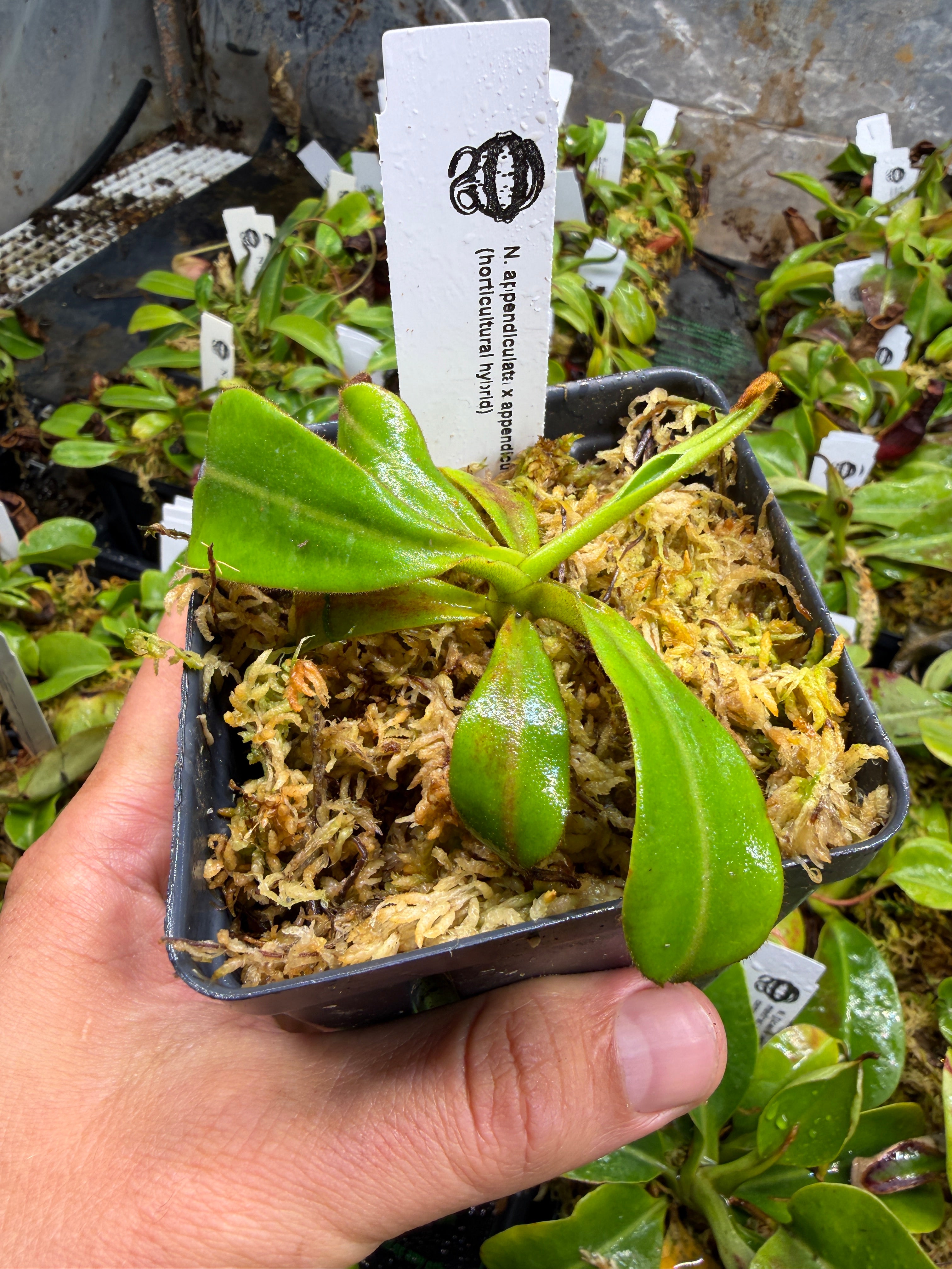 Nepenthes NP143 appendiculata | Buy Nepenthes | Jeremiah's Plants