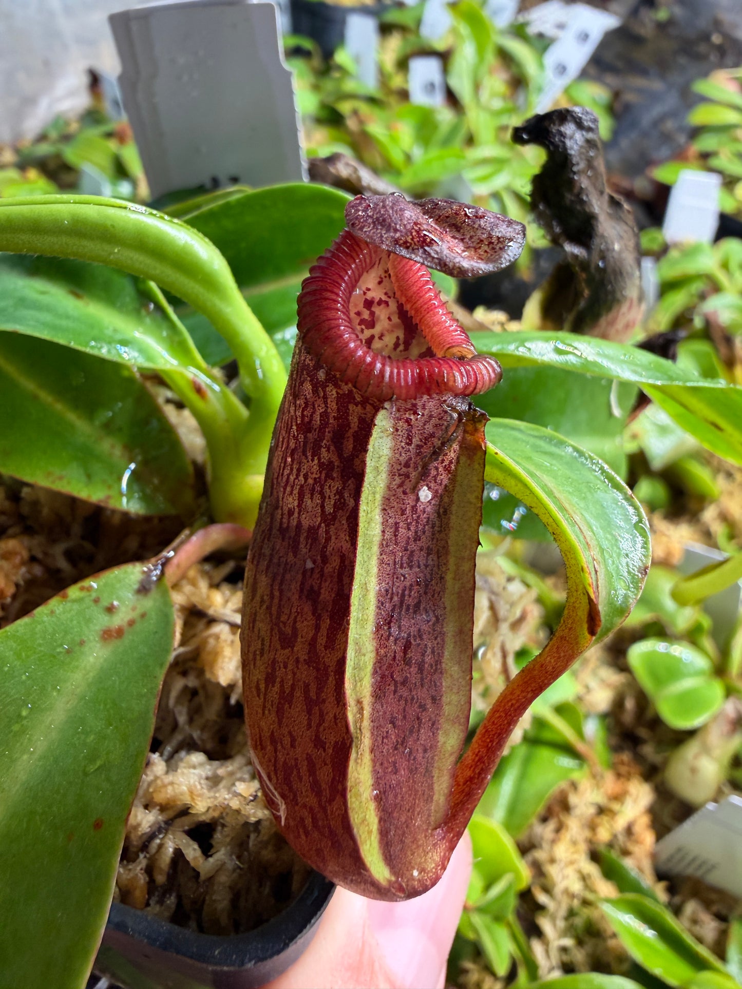 Nepenthes (maxima x veitchii) x edwardsiana NP141 - Seed Grown (Shipped Bare Root)