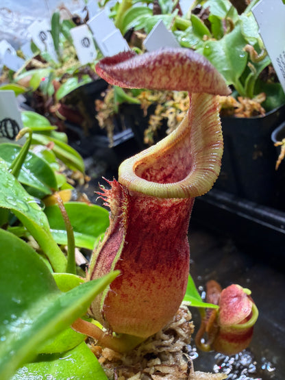 Nepenthes [(lowii x veitchii) x boschiana] x [(veitchii x maxima) x veitchii] (F-clone) x [(lowii x veitchii) x campanulata] NP98 - Seed Grown (Shipped Bare Root)