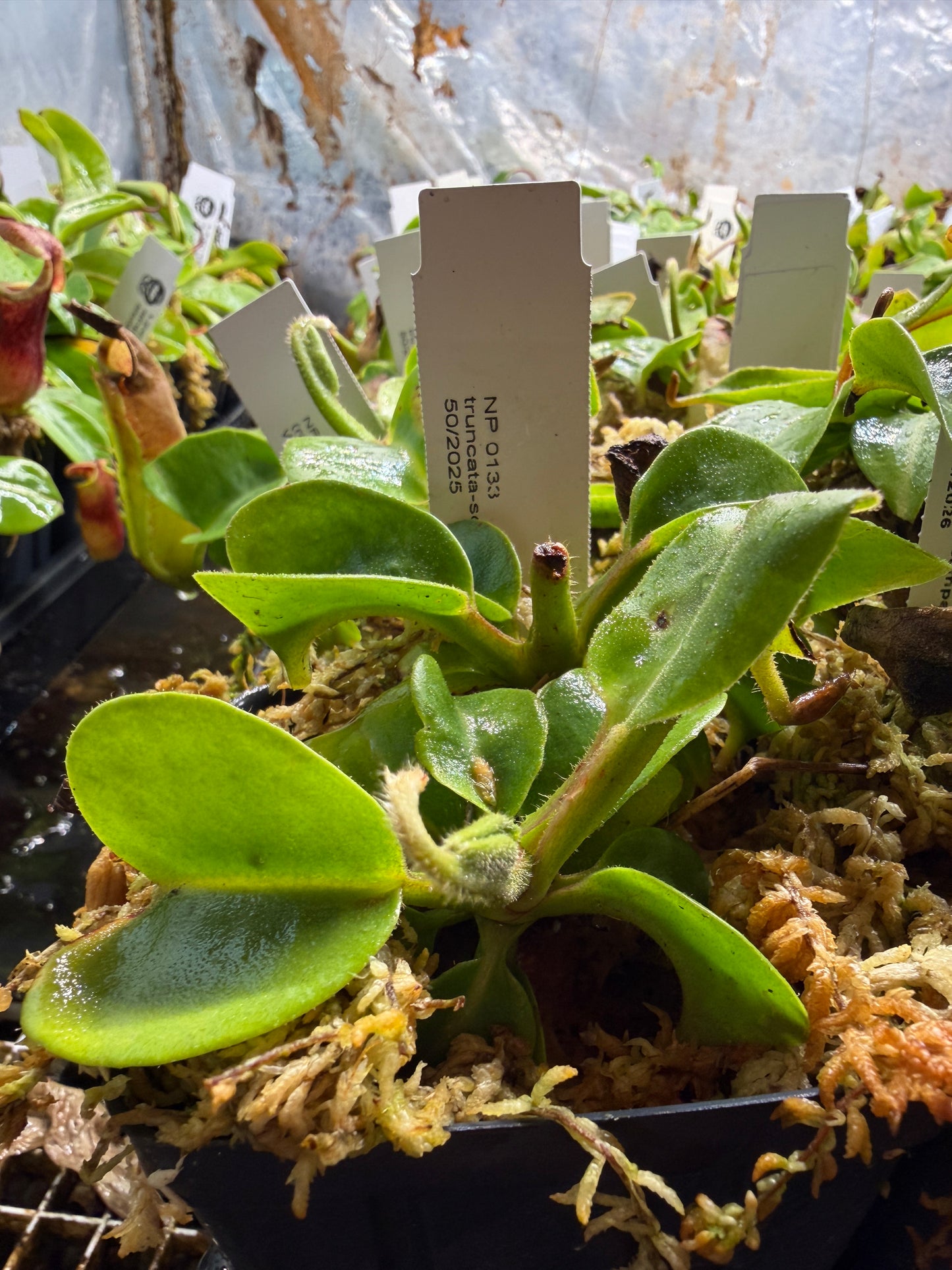 Nepenthes truncata-squat EP x (rajah x veitchii) NP133 - Seed Grown (Shipped Bare Root)