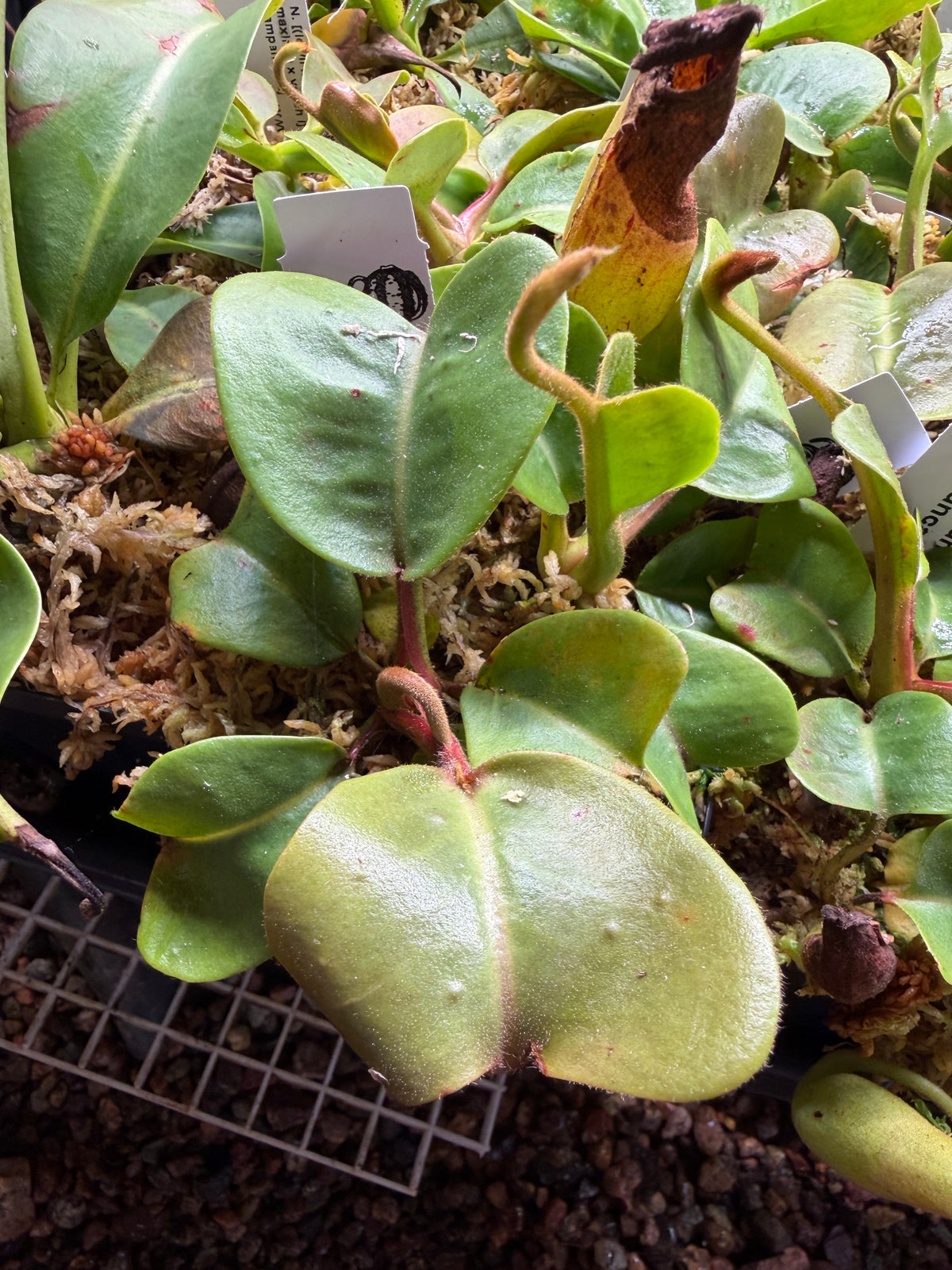 Nepenthes truncata striped x truncata Red NP128 seed grown, second photo