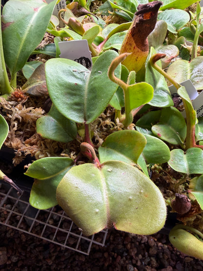 Nepenthes truncata striped x truncata Red NP128 seed grown, second photo