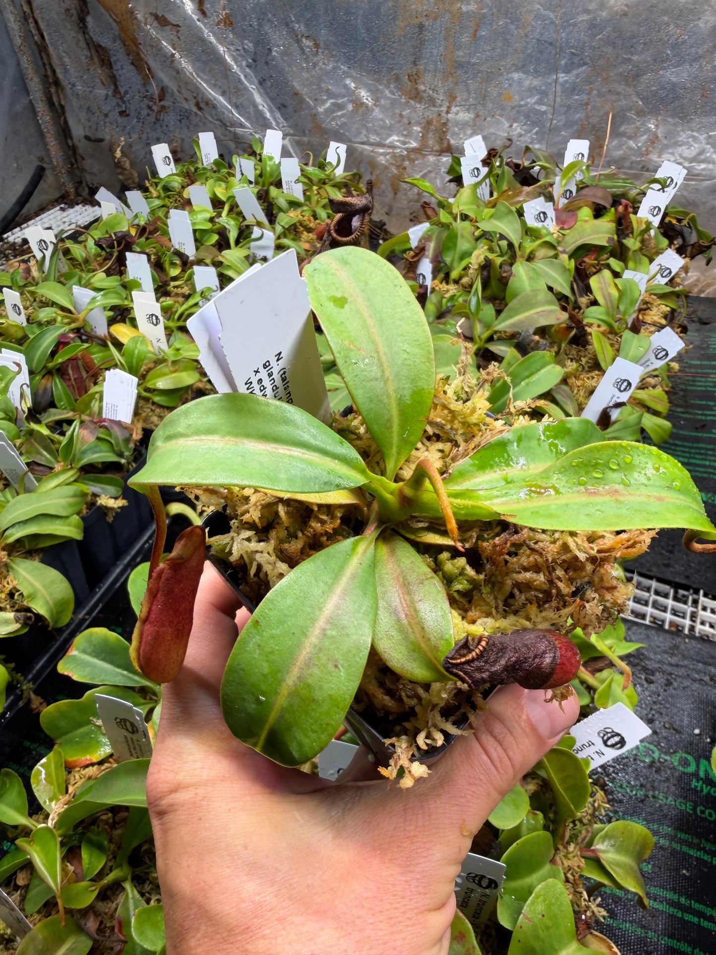 Nepenthes (talangensis x glandulifera) x edwardsiana NP137 - Seed Grown (Shipped Bare Root)