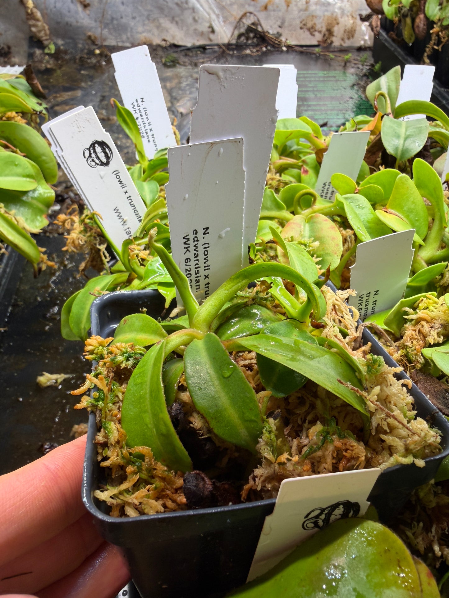 Nepenthes (lowii x truncata Wide Peristome) x edwardsiana NP139 - Seed Grown (Shipped Bare Root)