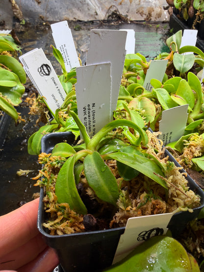 Nepenthes (lowii x truncata Wide Peristome) x edwardsiana NP139 - Seed Grown (Shipped Bare Root)
