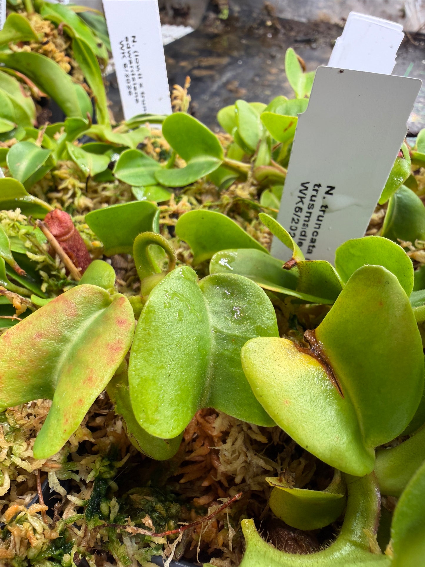 Nepenthes truncata - alba x trusmadiensis NP124 - Seed Grown (Shipped Bare Root)