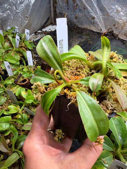 Nepenthes (veitchii x lowii) x edwardsiana NP134 - Seed Grown (Shipped Bare Root)