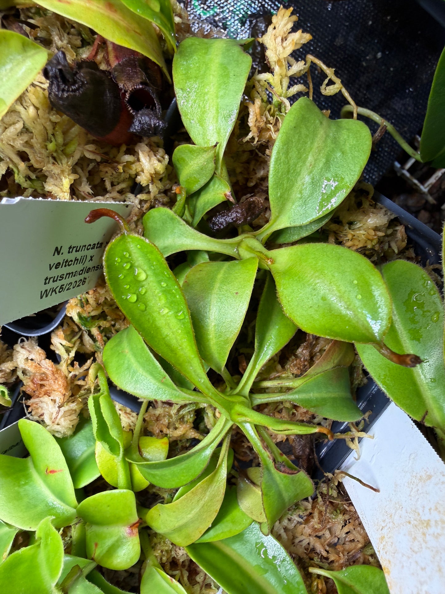 Nepenthes [truncata x (eymae x veitchii)] x trusmadiensis NP115 — Seed Grown (Shipped Bare Root)