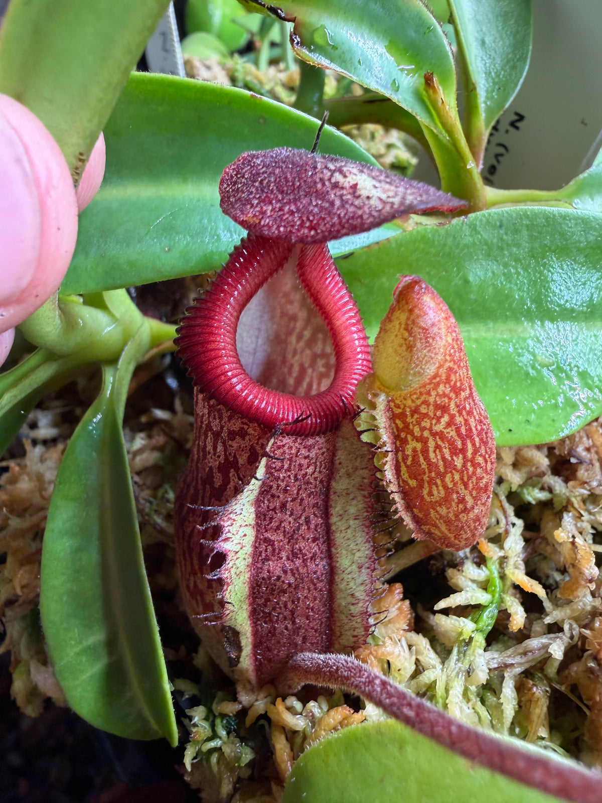 Nepenthes maxima x villosa #1 seed grown, second photo