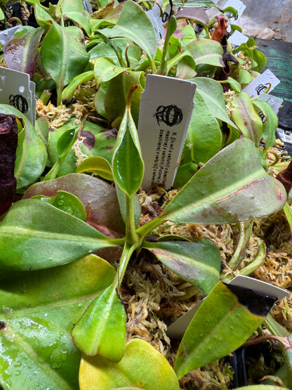 Nepenthes [(lowii x veitchii) x boschiana] x [(veitchii x maxima) x veitchii] (F-clone) x {[(Rokko 'Exotica' x boschiana) x veitchii] x edwardsiana} NP96 - Seed Grown (Shipped Bare Root)