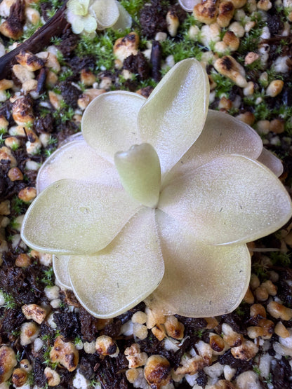Pinguicula 'Pirouette' - Mexican Butterwort (Shipped Bare-Root)