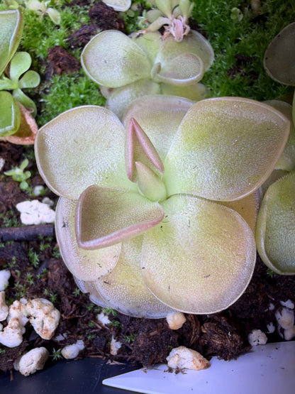 Pinguicula moranensis - Mexican Butterwort (Shipped Bare-Root)