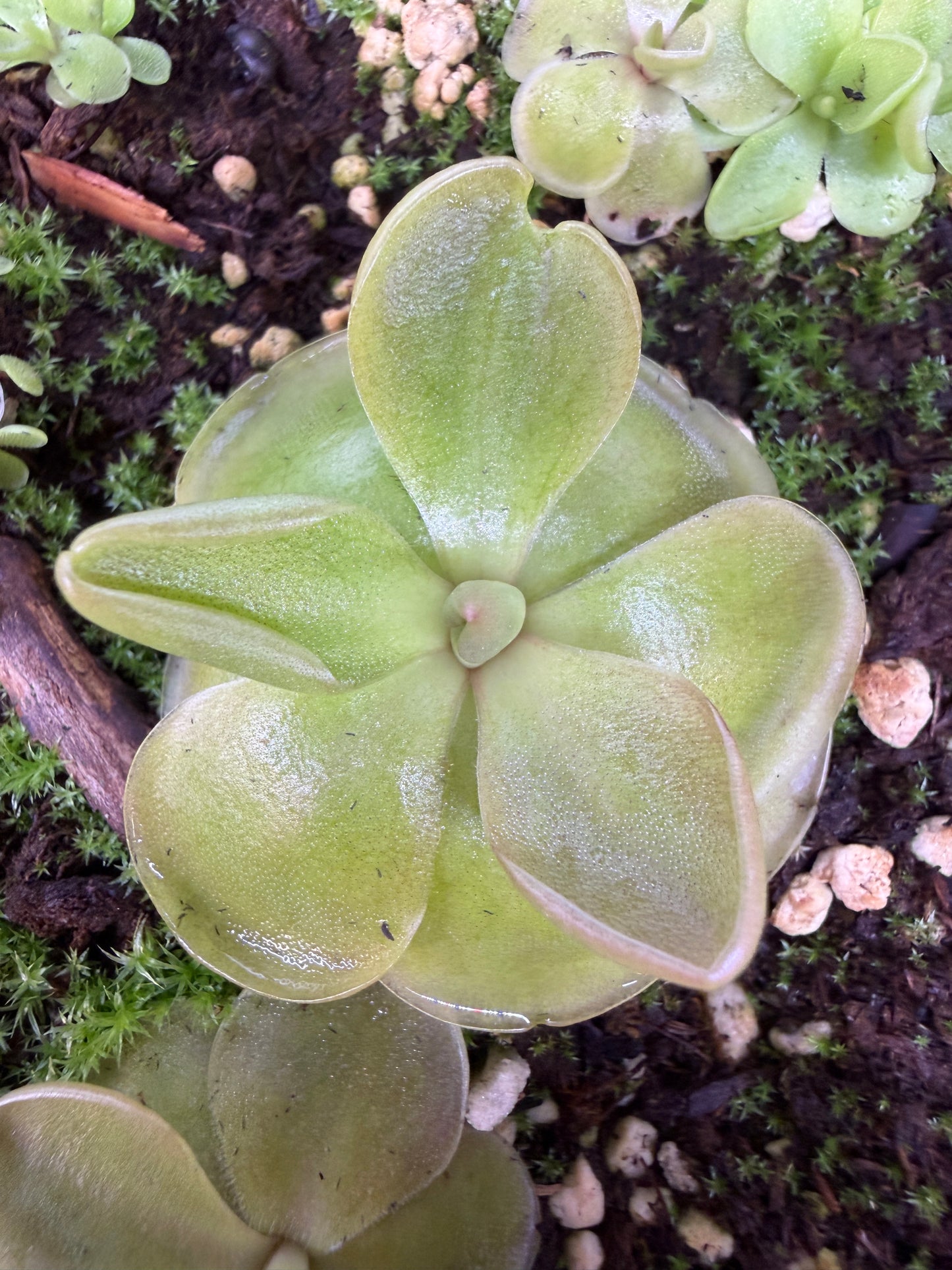 Pinguicula moranensis - Mexican Butterwort (Shipped Bare-Root)