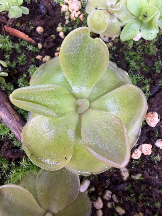 Pinguicula moranensis - Mexican Butterwort (Shipped Bare-Root)