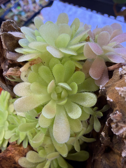 Pinguicula gypsicola x Sethos - Mexican Butterwort (Shipped Bare-Root)