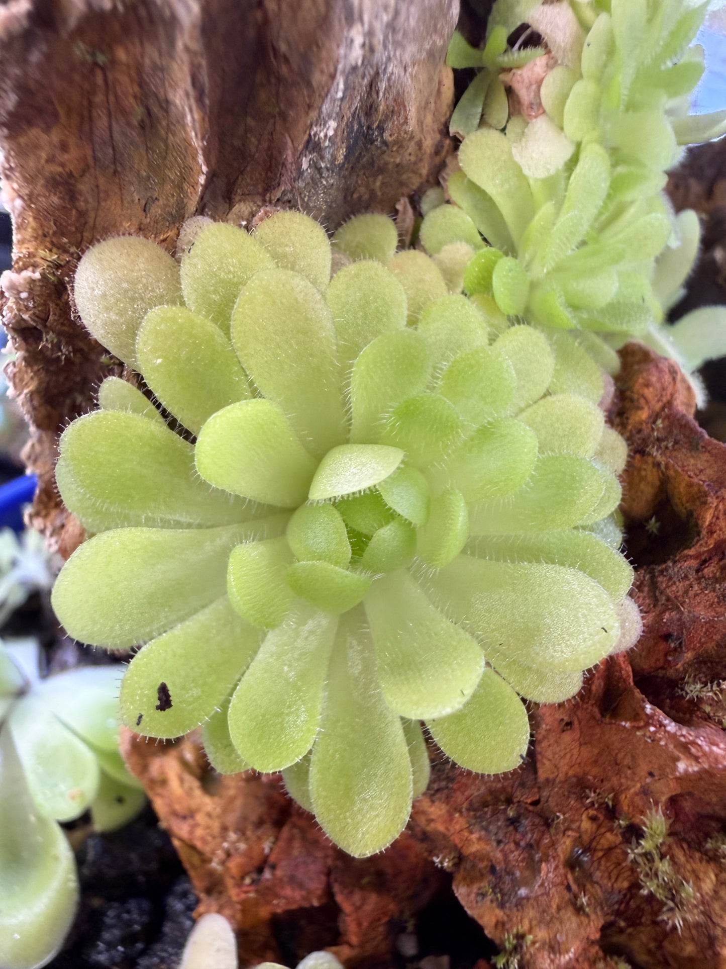 Pinguicula gypsicola x Sethos - Mexican Butterwort (Shipped Bare-Root)