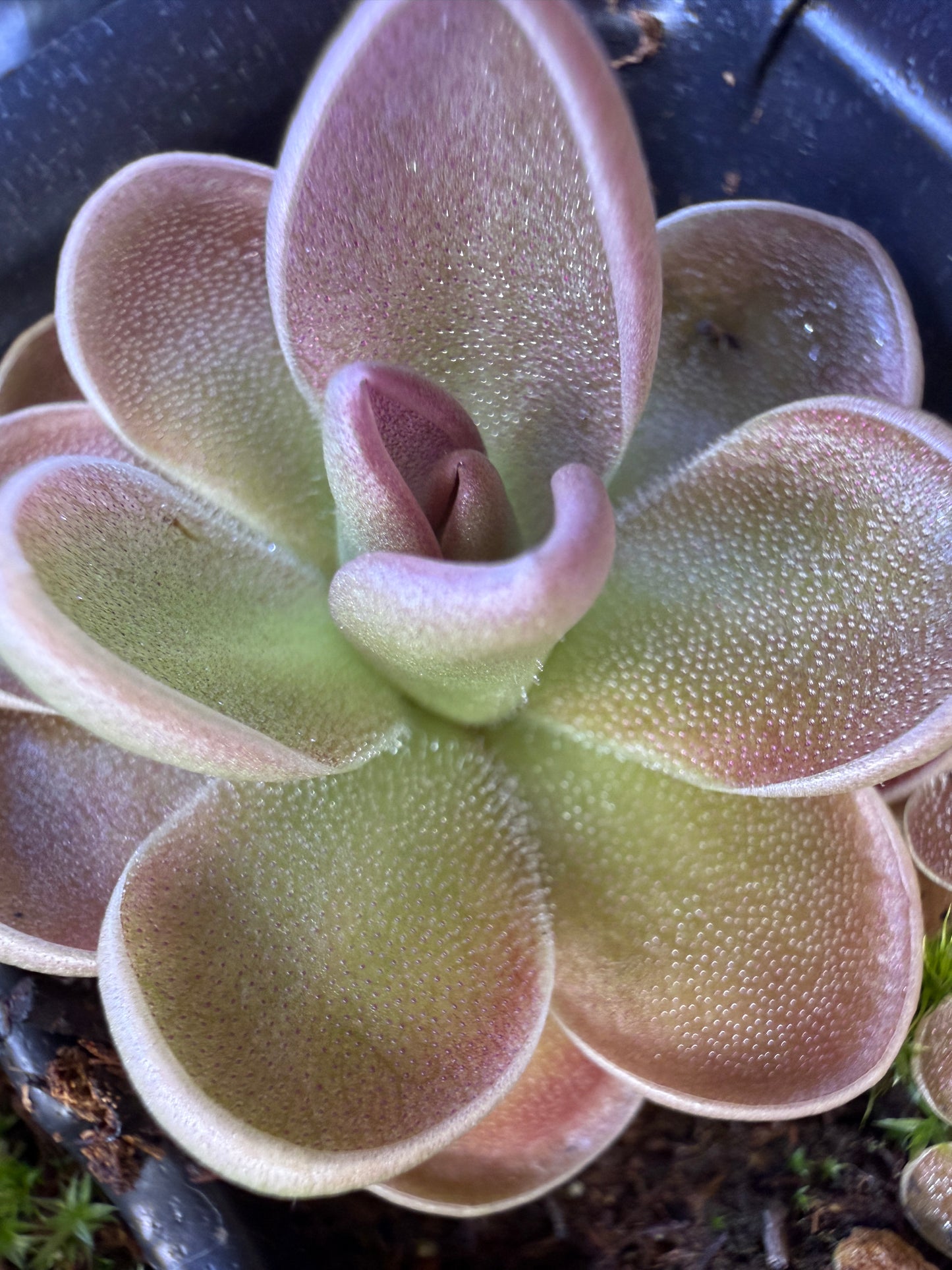 Pinguicula "Leilani" - Mexican Butterwort (Shipped Bare-Root)