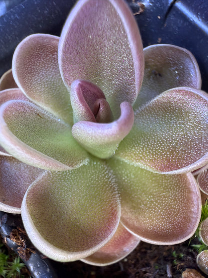 Pinguicula "Leilani" - Mexican Butterwort (Shipped Bare-Root)