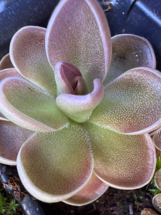 Pinguicula "Leilani" - Mexican Butterwort (Shipped Bare-Root)