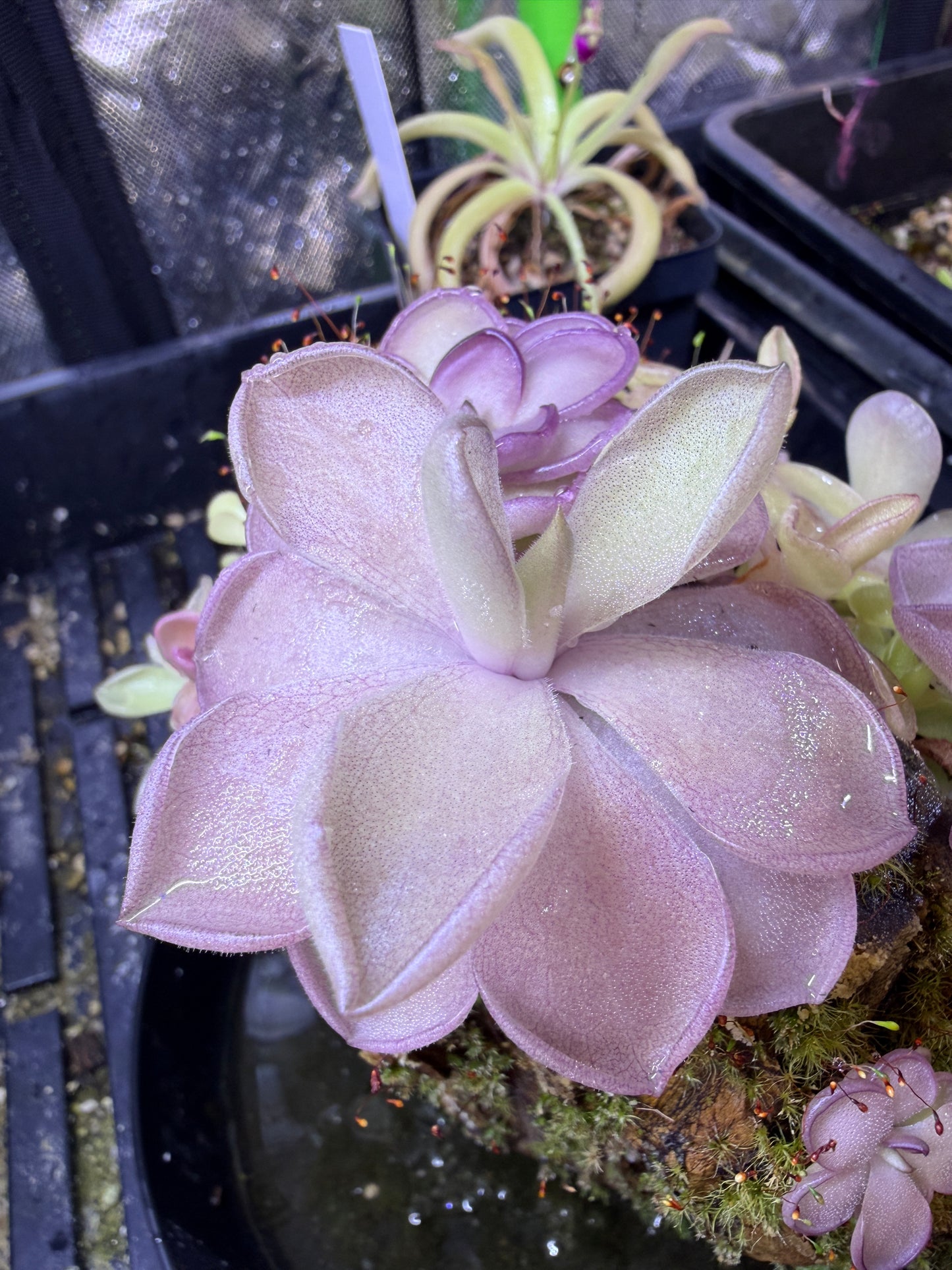 Pinguicula gigantea x cyclosecta - Mexican Butterwort (Shipped Bare-Root)