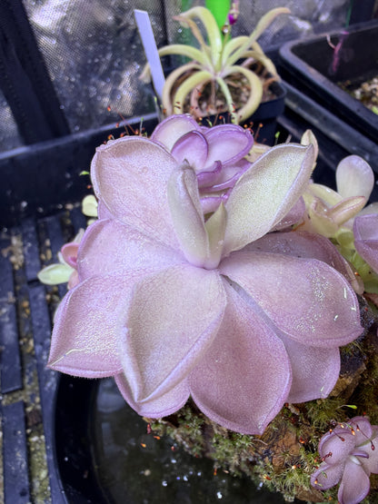 Pinguicula gigantea x cyclosecta - Mexican Butterwort (Shipped Bare-Root)