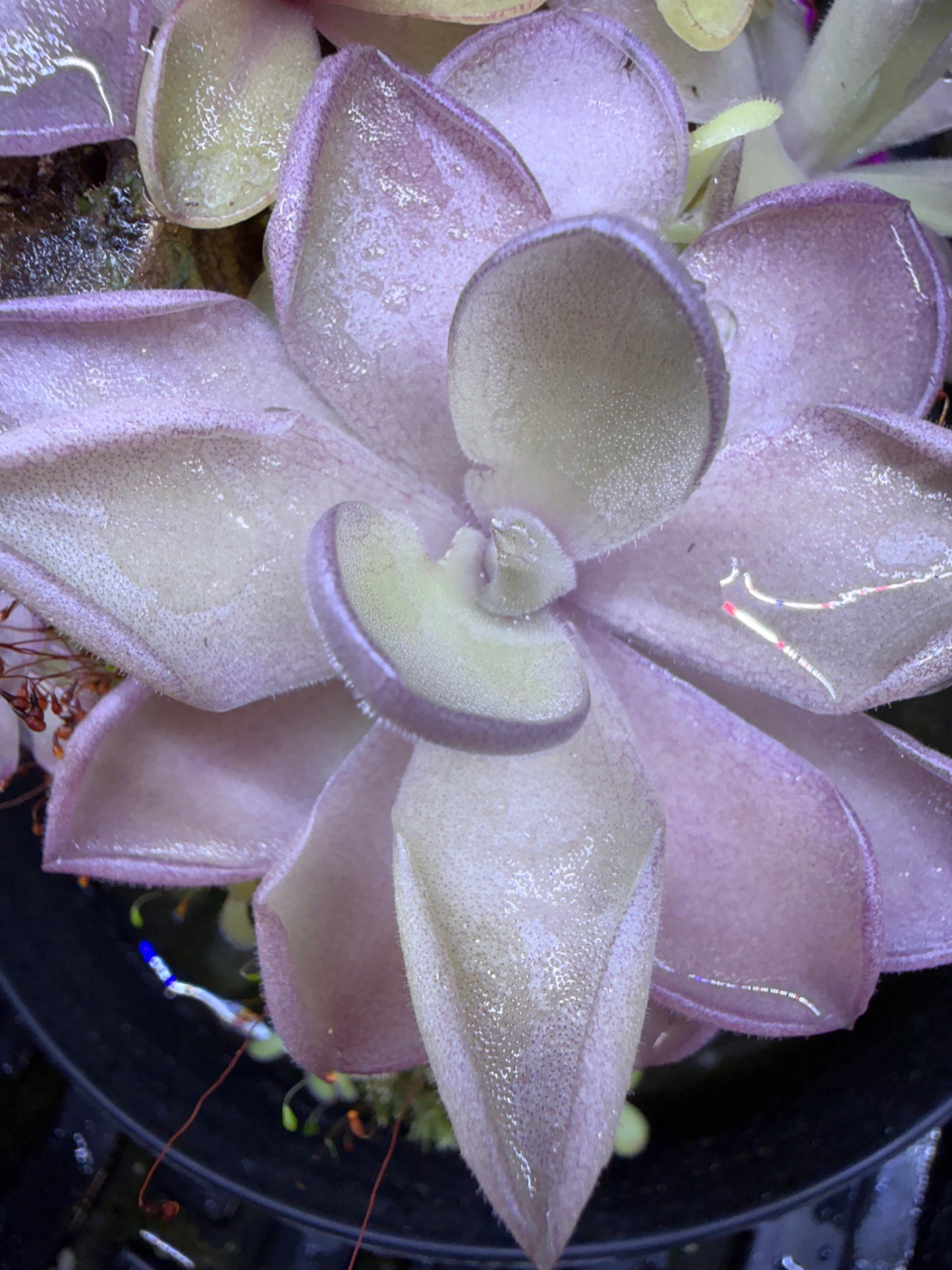 Pinguicula gigantea x cyclosecta - Mexican Butterwort (Shipped Bare-Root)