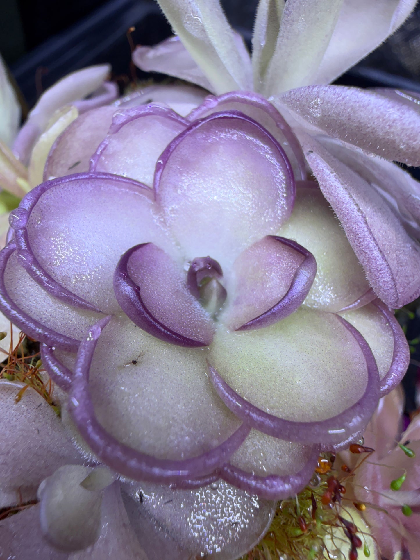 Pinguicula gigantea x cyclosecta - Mexican Butterwort (Shipped Bare-Root)