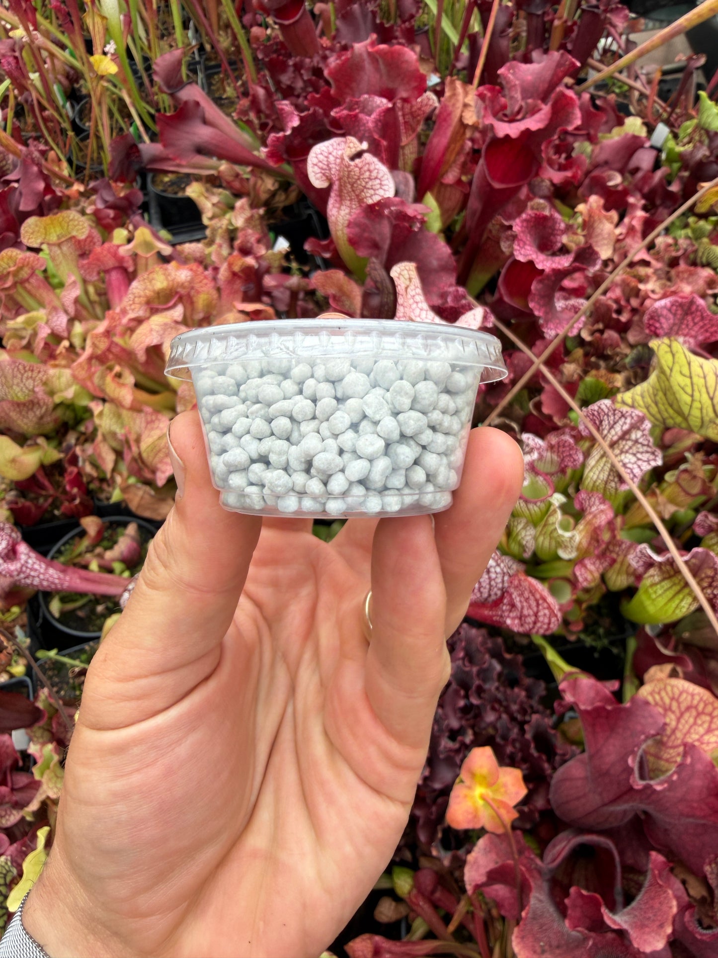 2oz Cup of Nutricote 360 18-6-8 Fertilizer - Great for Carnivorous Plants