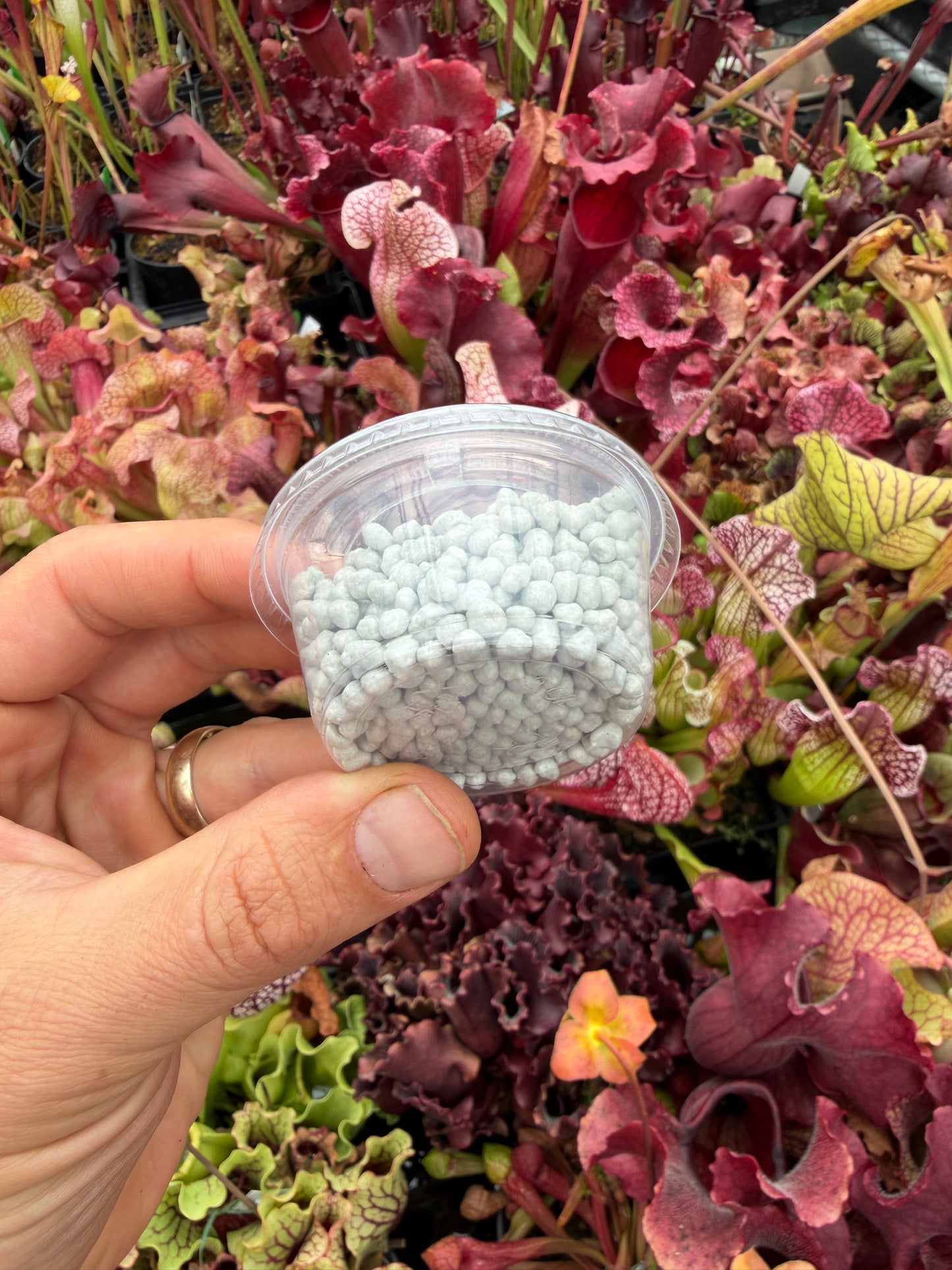 2oz Cup of Nutricote 360 18-6-8 Fertilizer - Great for Carnivorous Plants