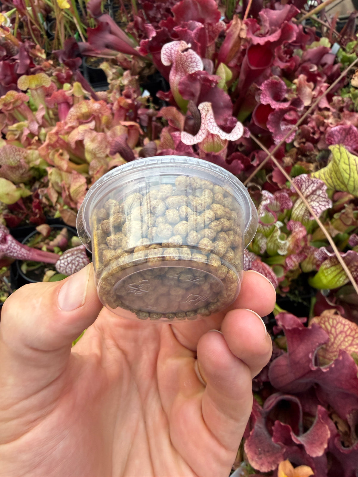 Small fish pellets for carnivorous plants, third photo