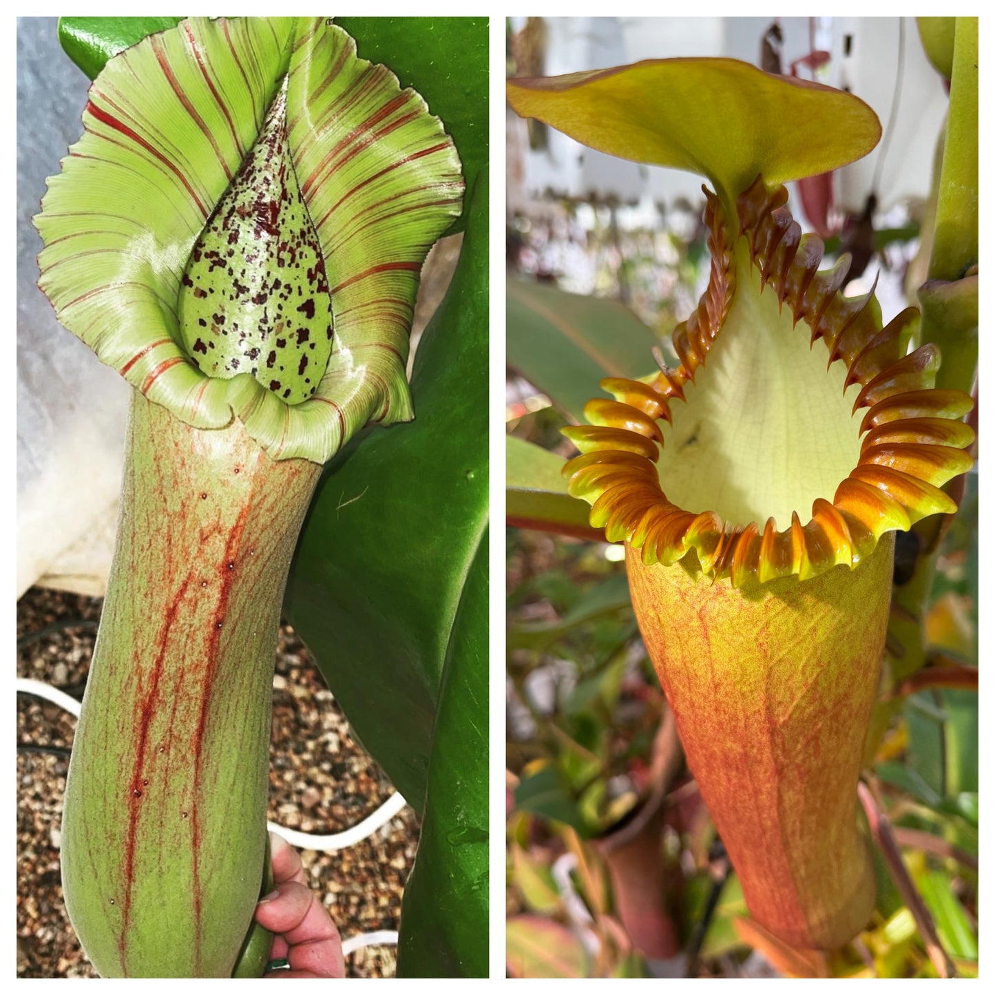 Seed - Nepenthes truncata Giant x edwardsiana Wide Peristome