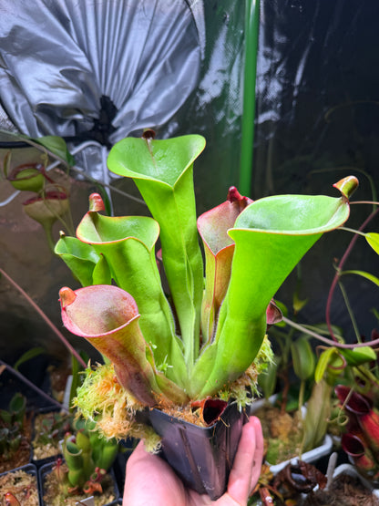 Heliamphora x tatei Cerro Duida x folliculata Murosipan clone K60 CC (Shipped Bare-Root)
