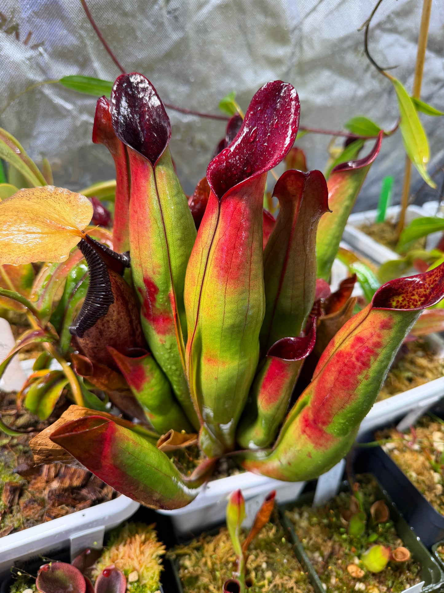 Heliamphora sarracenioides Butch T. Clone