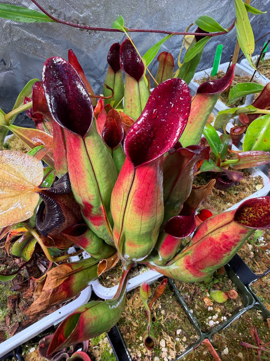 Heliamphora sarracenioides Butch T. Clone