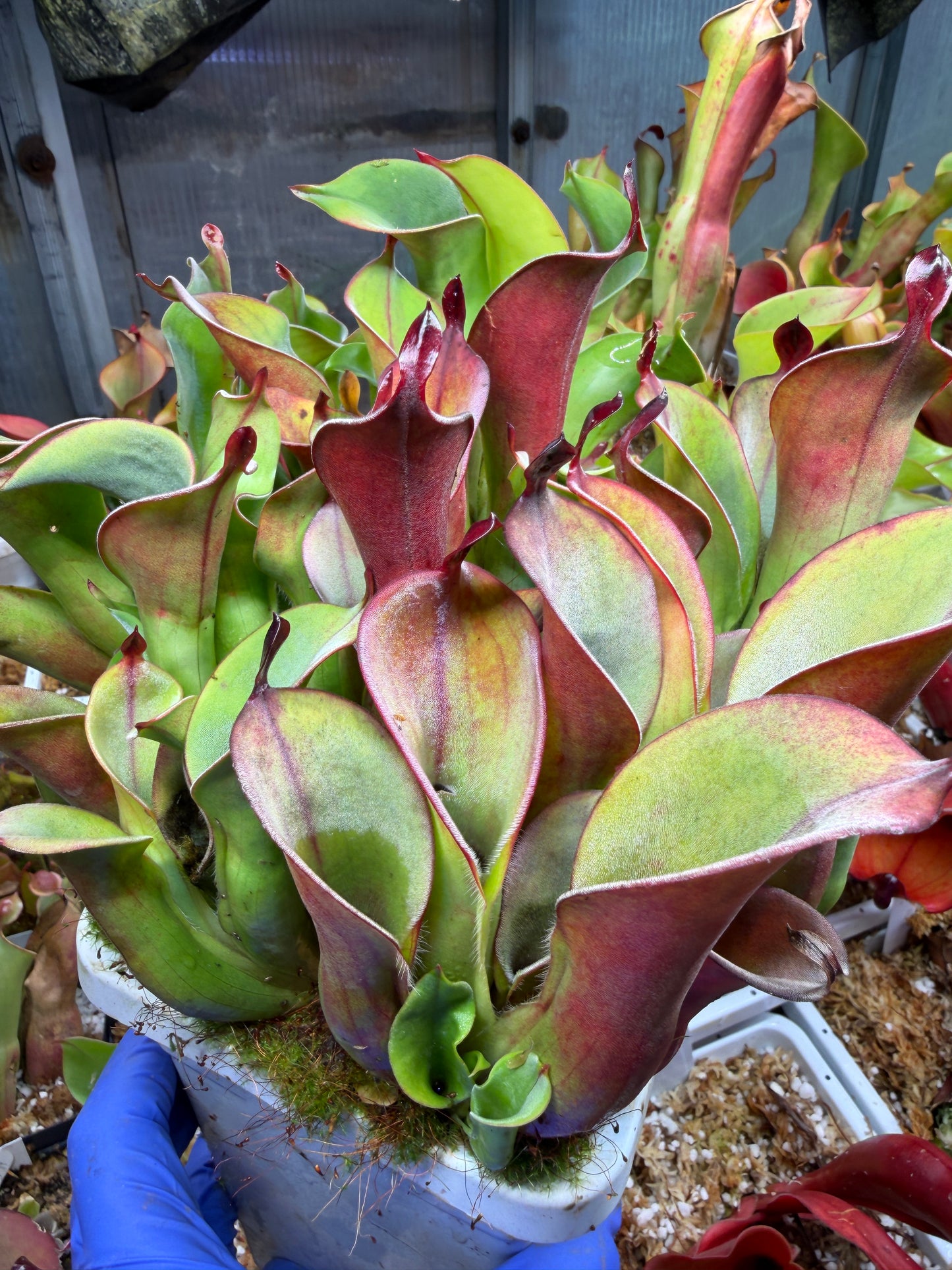 Heliamphora chimantensis Chimanta AW Old Clone