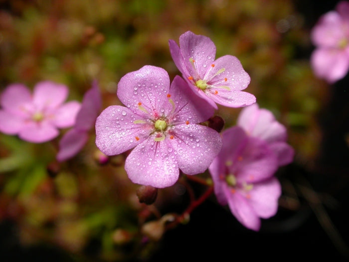 Drosera ericksoniae x pulchella Gemmae (20 Count) - Carnivorous Sundew