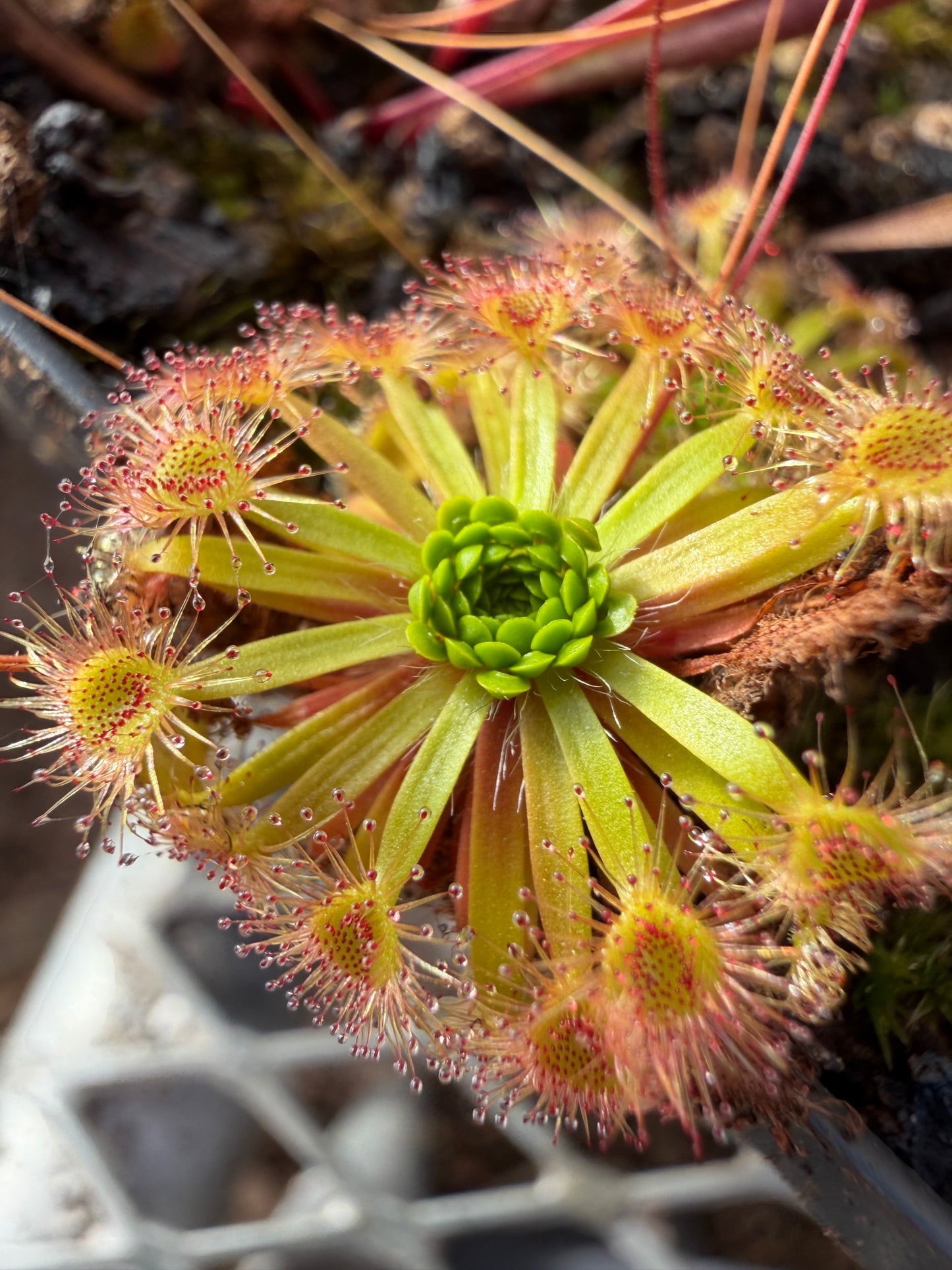 Drosera ericksoniae x pulchella Gemmae (20 Count) - Carnivorous Sundew