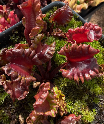 Dionaea muscipula Uranus (Shipped Bare-Root)