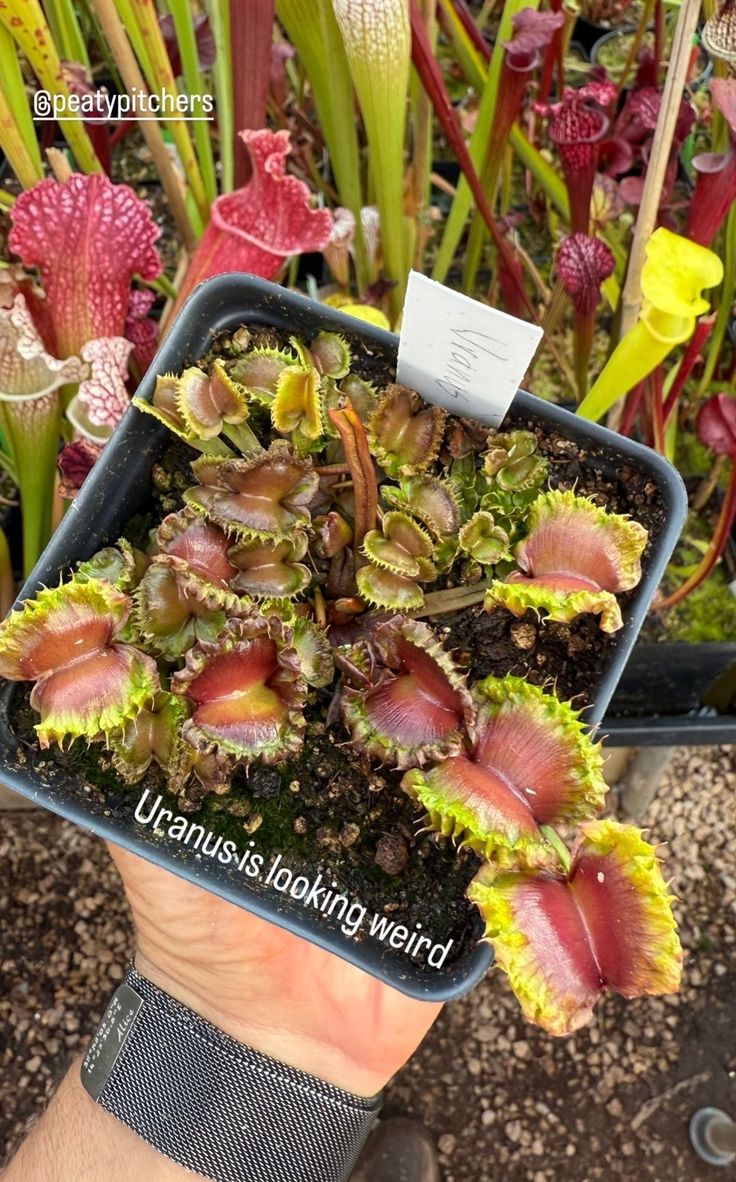 Dionaea muscipula Uranus (Shipped Bare-Root)