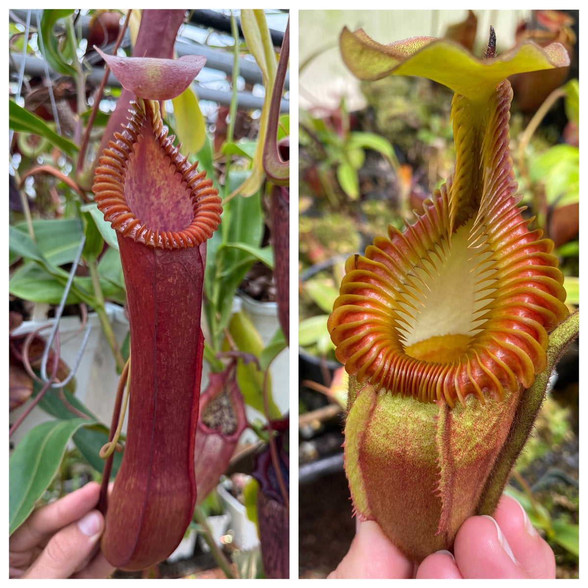 Seed - Nepenthes (diabolica x edwardsiana) Red 1 x villosa #2 9-2026
