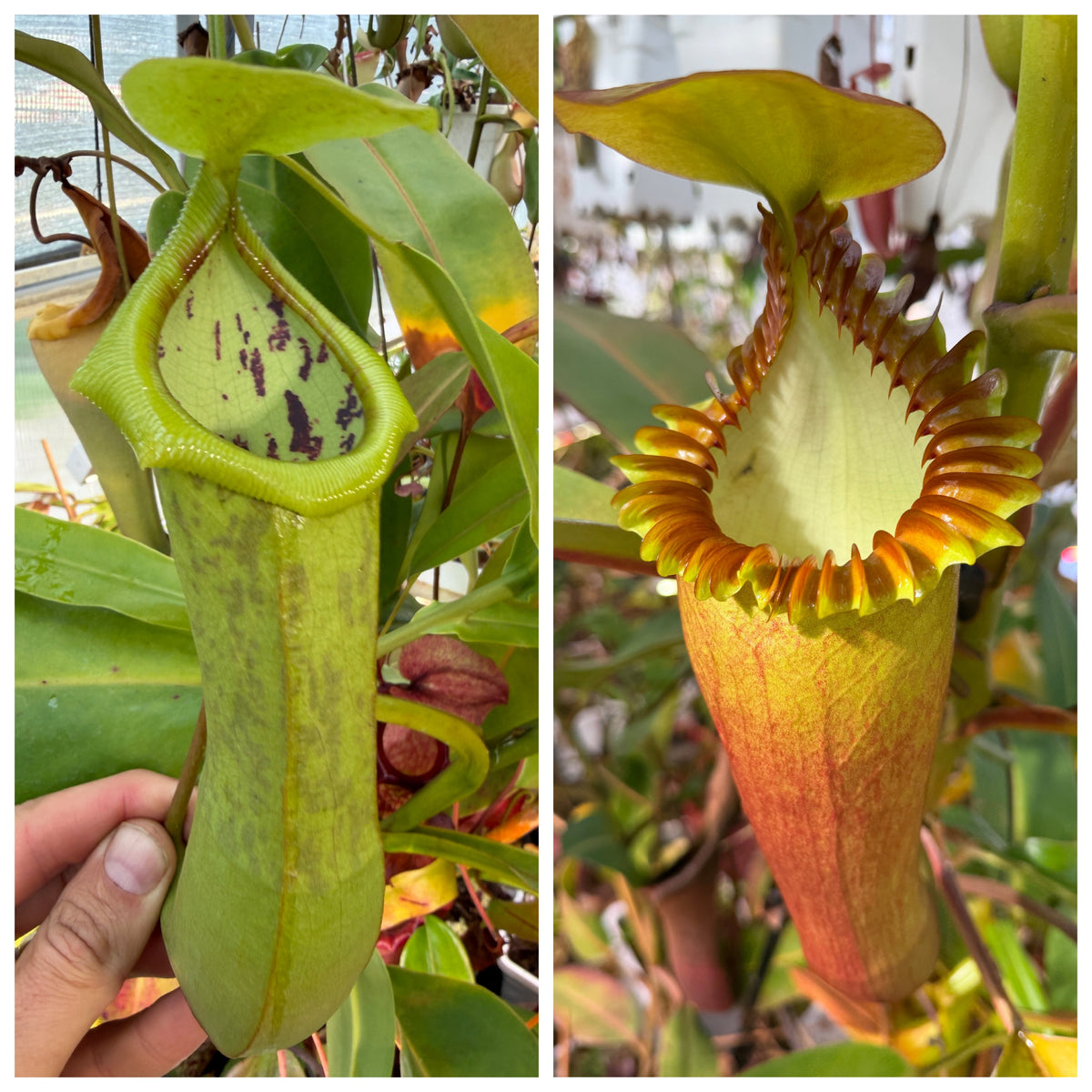 Seed - Nepenthes Anubis [spathulata × (thorelii × densiflora)] x edwardsiana Wide Peristome 9-2026