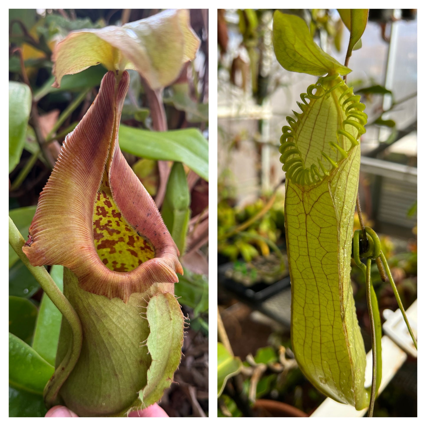 Seed - Nepenthes robcantleyi BG x hamata AW #1 9-2026