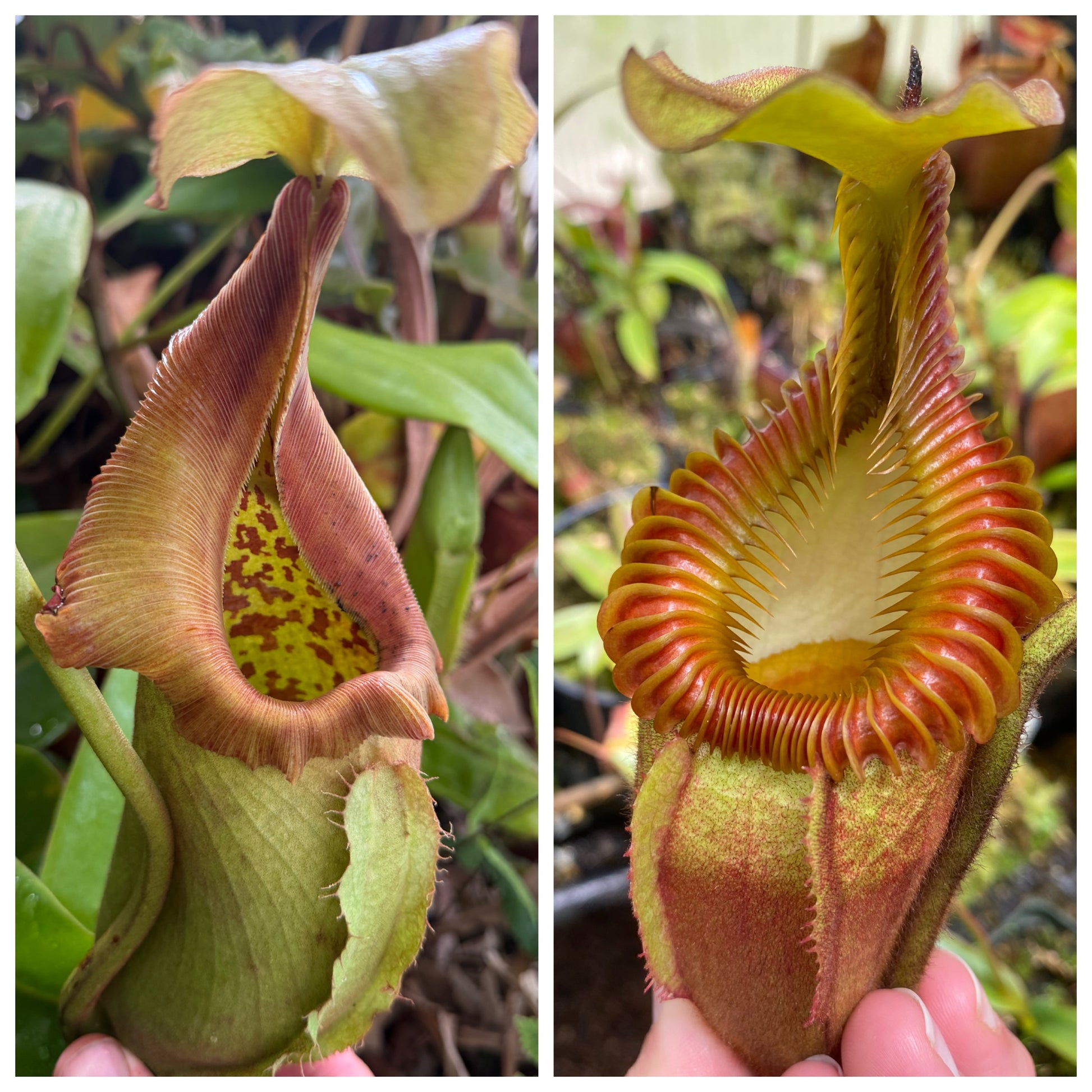 Seed - Nepenthes robcantleyi BG x villosa #2 9-2026