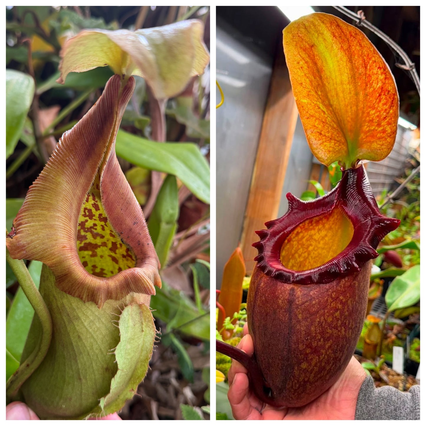 Seed - Nepenthes robcantleyi BG x rajah 9-2026